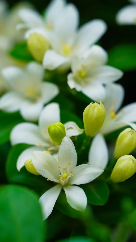 Jasmine