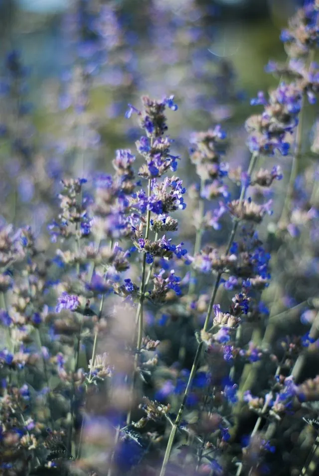 Lavender